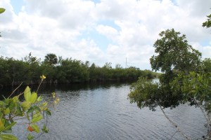 BigCypressSwamp