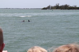 Cruise_Dolphins