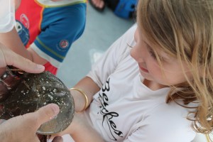 Cruise_HorseShoeCrabEli