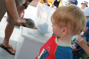 Cruise_HorseShoeCrabLachie