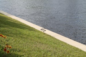ManateePark_Snake