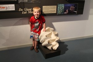 ShellMuseum_Lachie