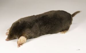Mole_wikipedia