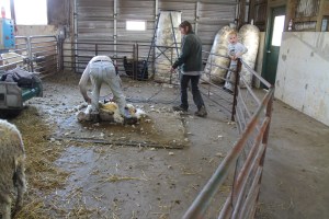 Shearing2
