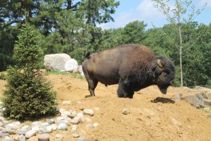 Bison2