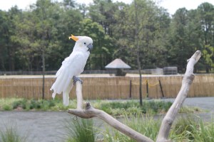 Cockatoo