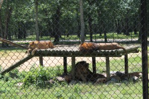 Lions