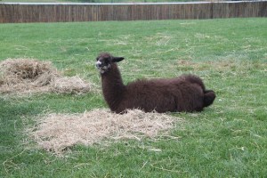 Llama