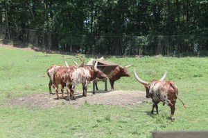 LongHornCows