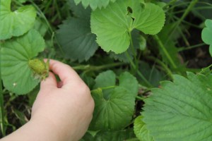 GreenStrawberries2