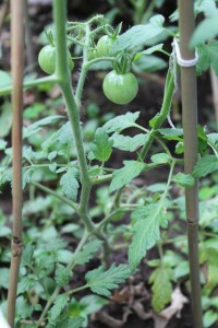GreenTomatoes2