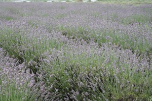 LavenderFarm