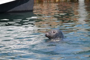 Wharf_Seal2