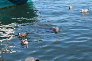 Wharf_Seals