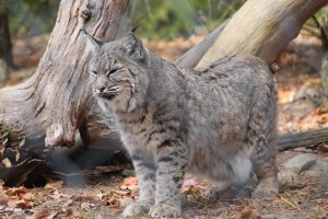BobCat