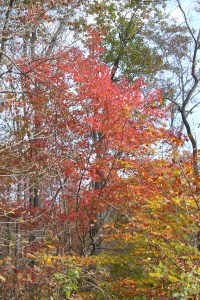 FallLeaves