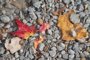 FallLeaves7