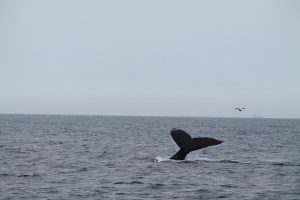 Whales11