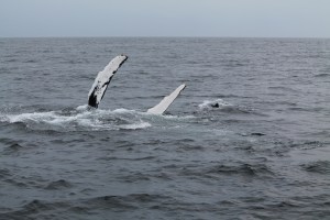 Whales12