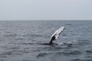 Whales15