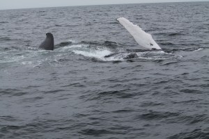 Whales18