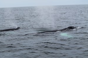 Whales2