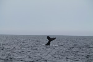 Whales20