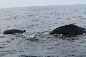 Whales3
