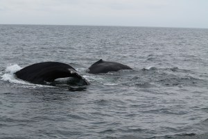 Whales8