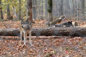 Wolves5