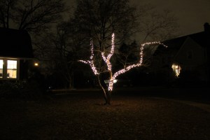 TreeLights 004