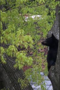 BlackBearInMaplewood